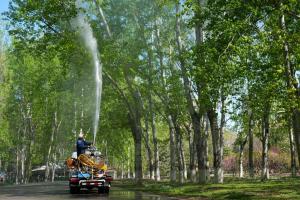 飞絮又起，治理如何“对症下药”？