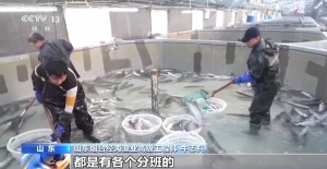 上百万尾鱼苗跨越山海 “蓝色粮仓”加速丰盈